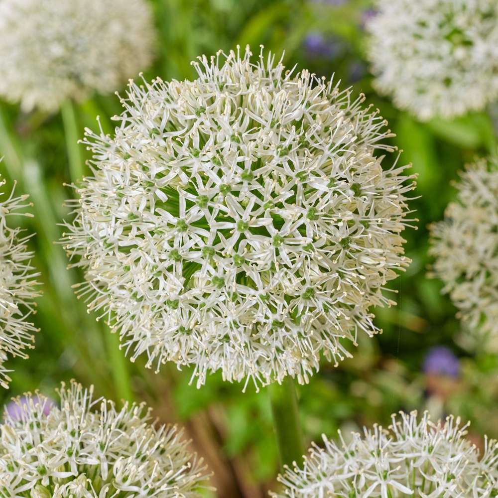 Allium 'White Giant'